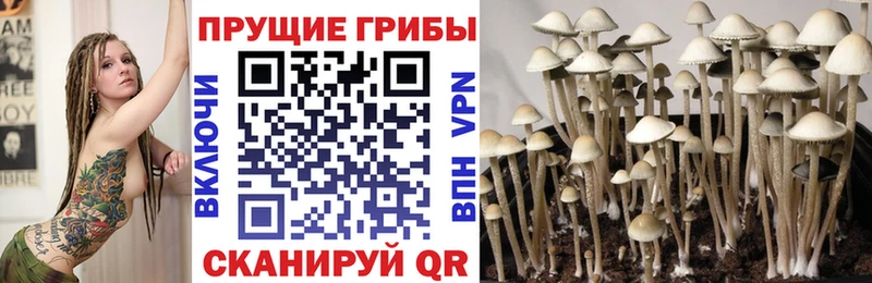 Галлюциногенные грибы Psilocybe Луга